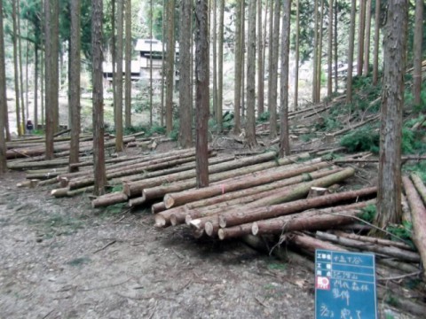 間伐・森林整備